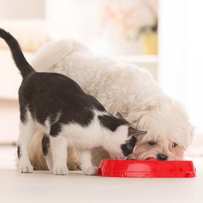 Croquettes Royal Canin