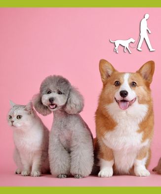 Accessoires alimentation aliments pour chiens, aliments pour animaux de compagnie