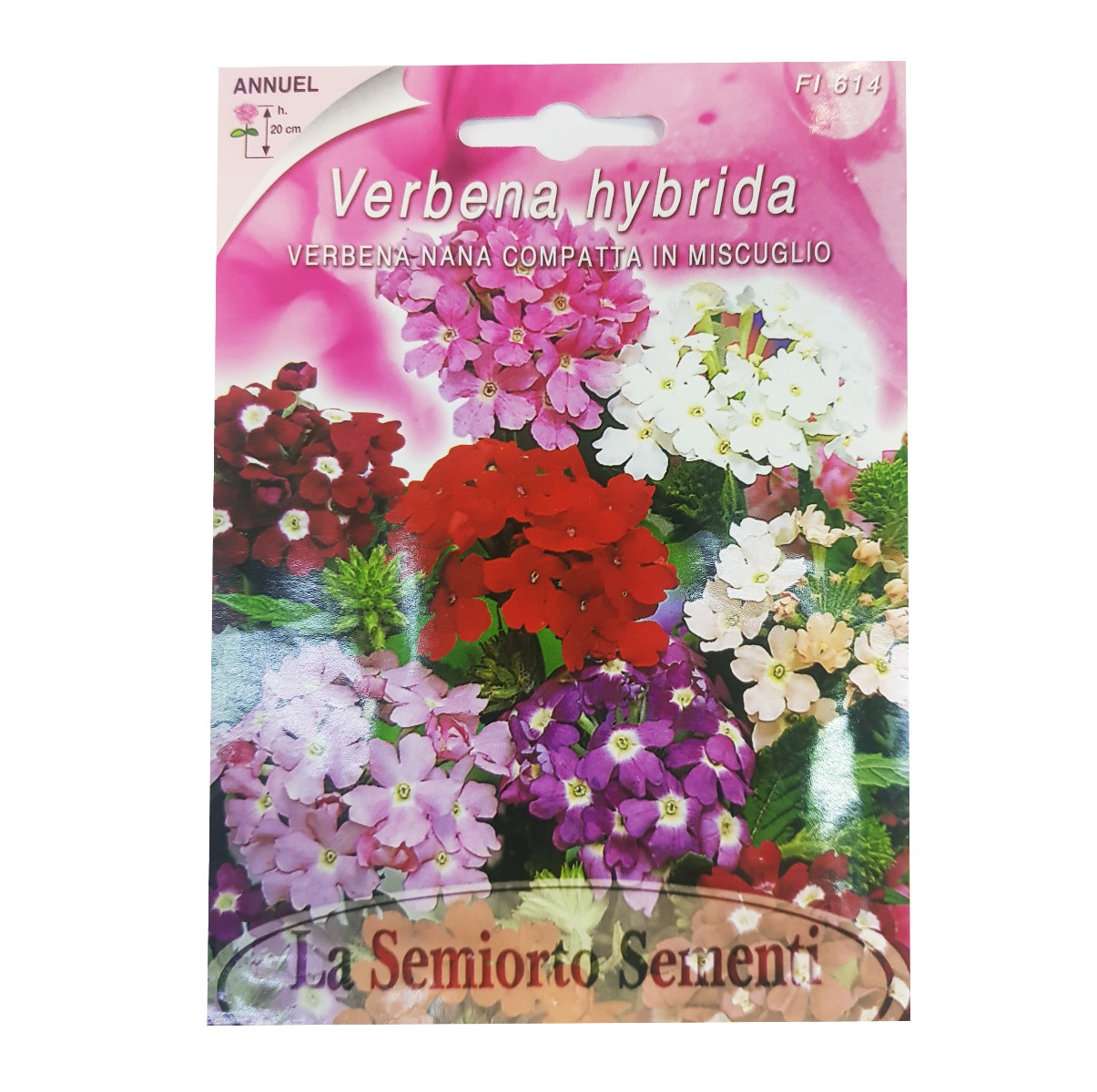 VERVEINE ( VERBANA)HYBRIDA NANA COMPATTA IN MIX ART FI 614-MAXIFLOR