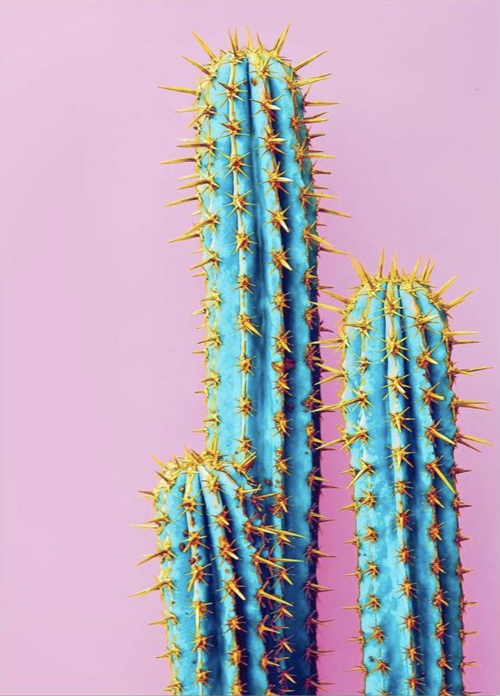 POSTER MOTIF CACTUS
